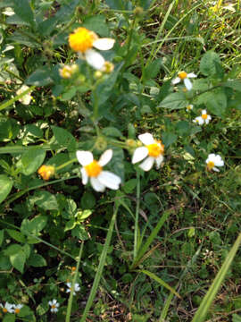 Plancia ëd Bidens alba (L.) DC.