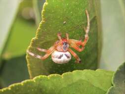 Araneus horizonte Levi 1991 resmi