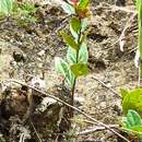 Imagem de Macleania cordifolia Benth.