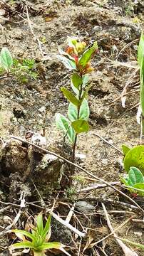 Image of Macleania cordifolia Benth.