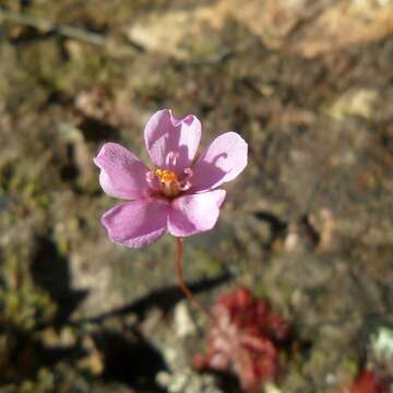 Image of Drosera montana var. tomentosa (St. Hil.) Diels