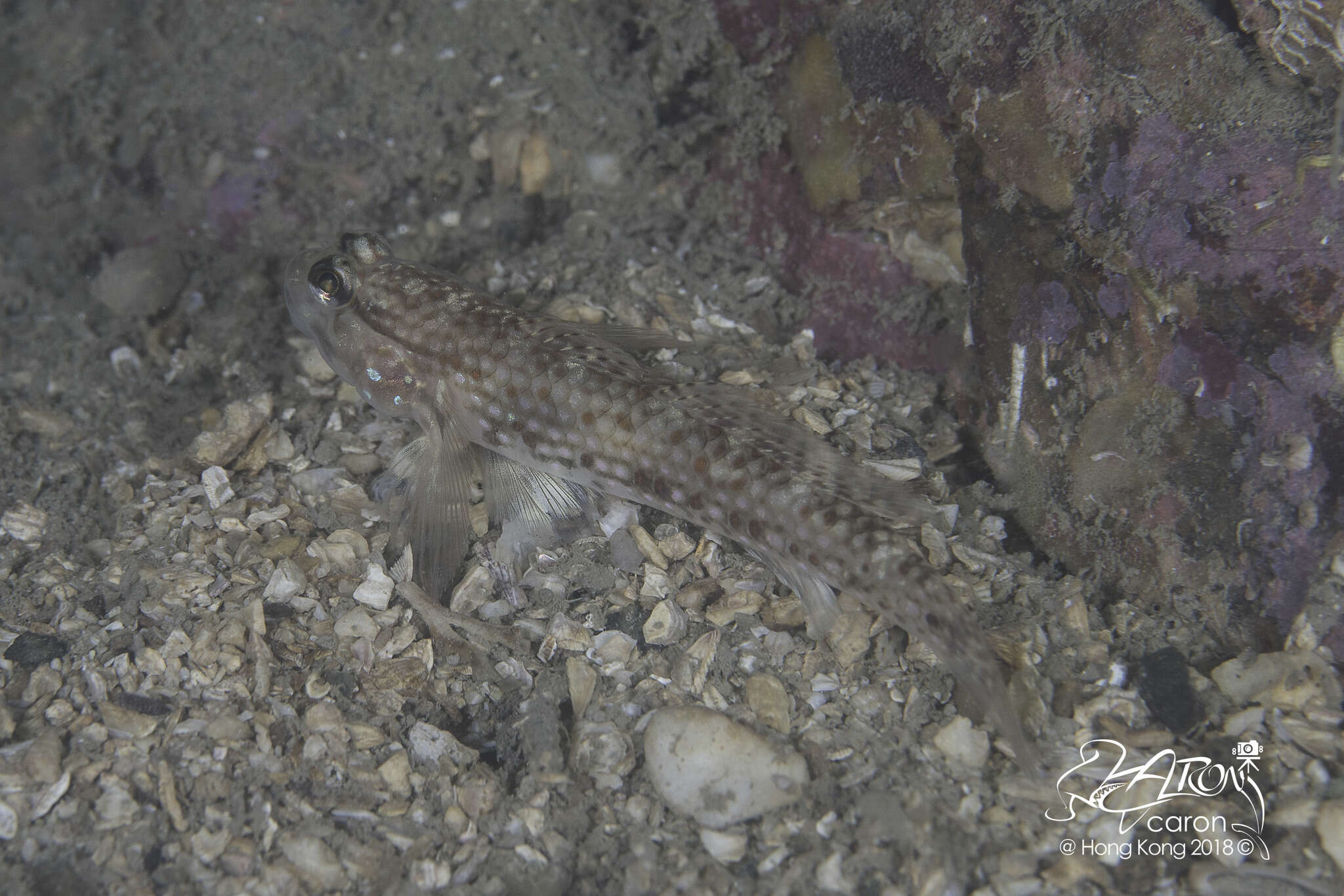 Sivun Istigobius campbelli (Jordan & Snyder 1901) kuva