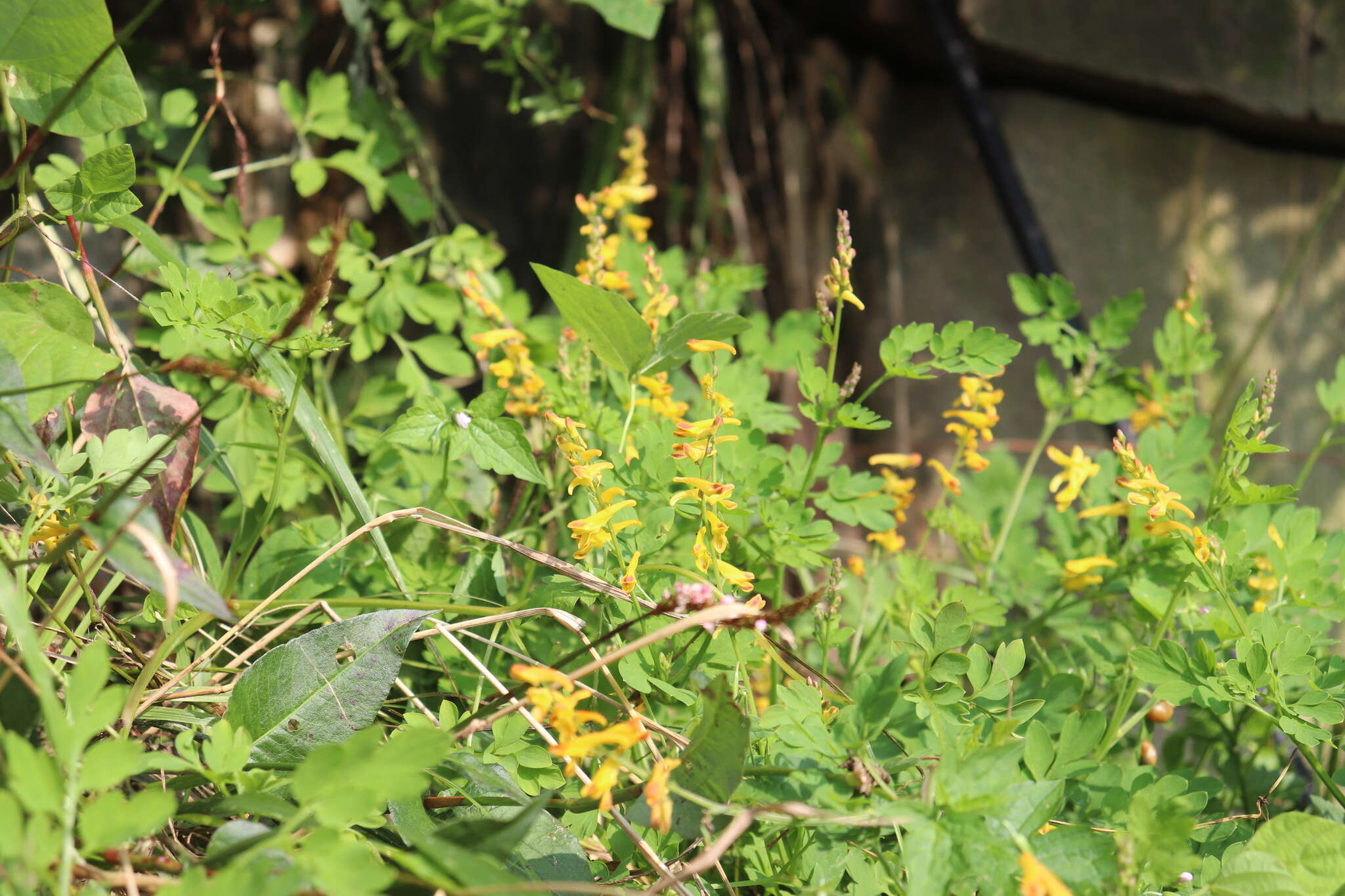 Image of Corydalis raddeana Regel