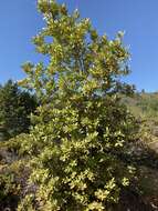 Notholithocarpus densiflorus var. densiflorus的圖片