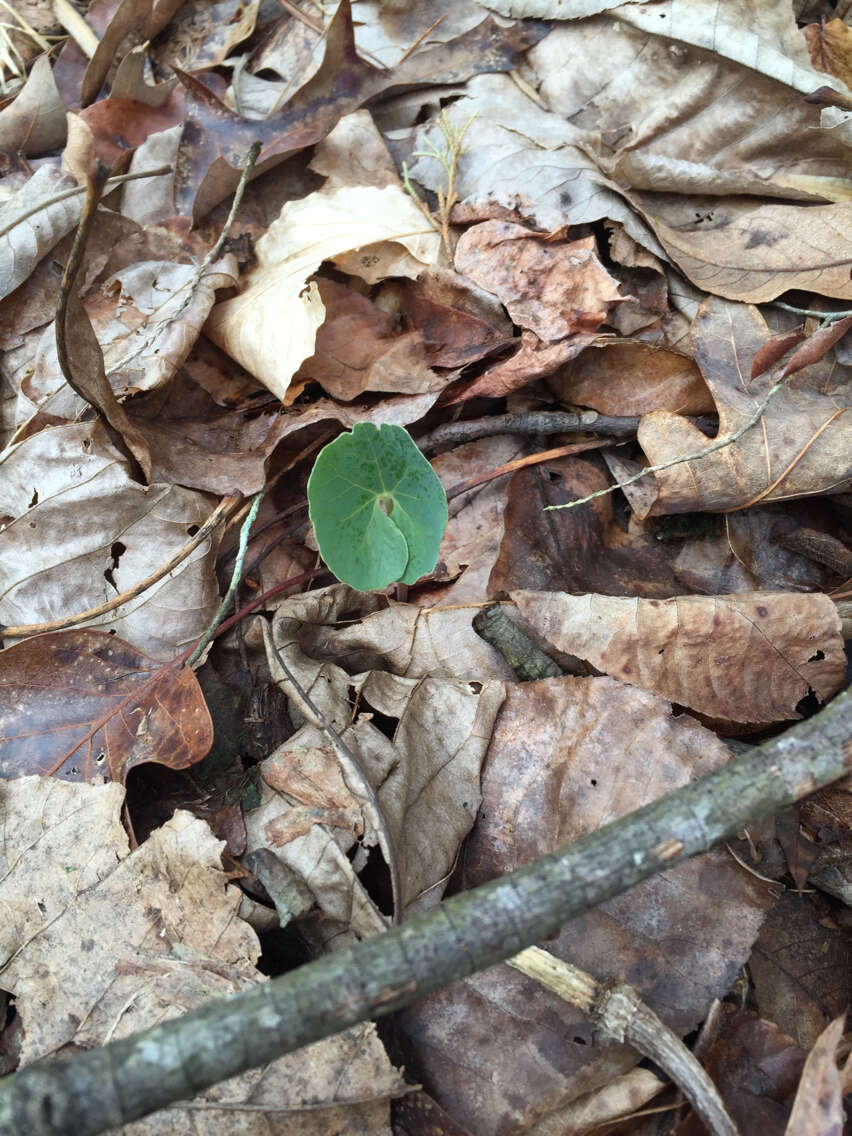 Image of bloodroot