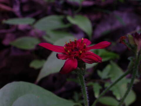 Image of Lasianthaea rosei (Greenm.) R. Mc Vaugh