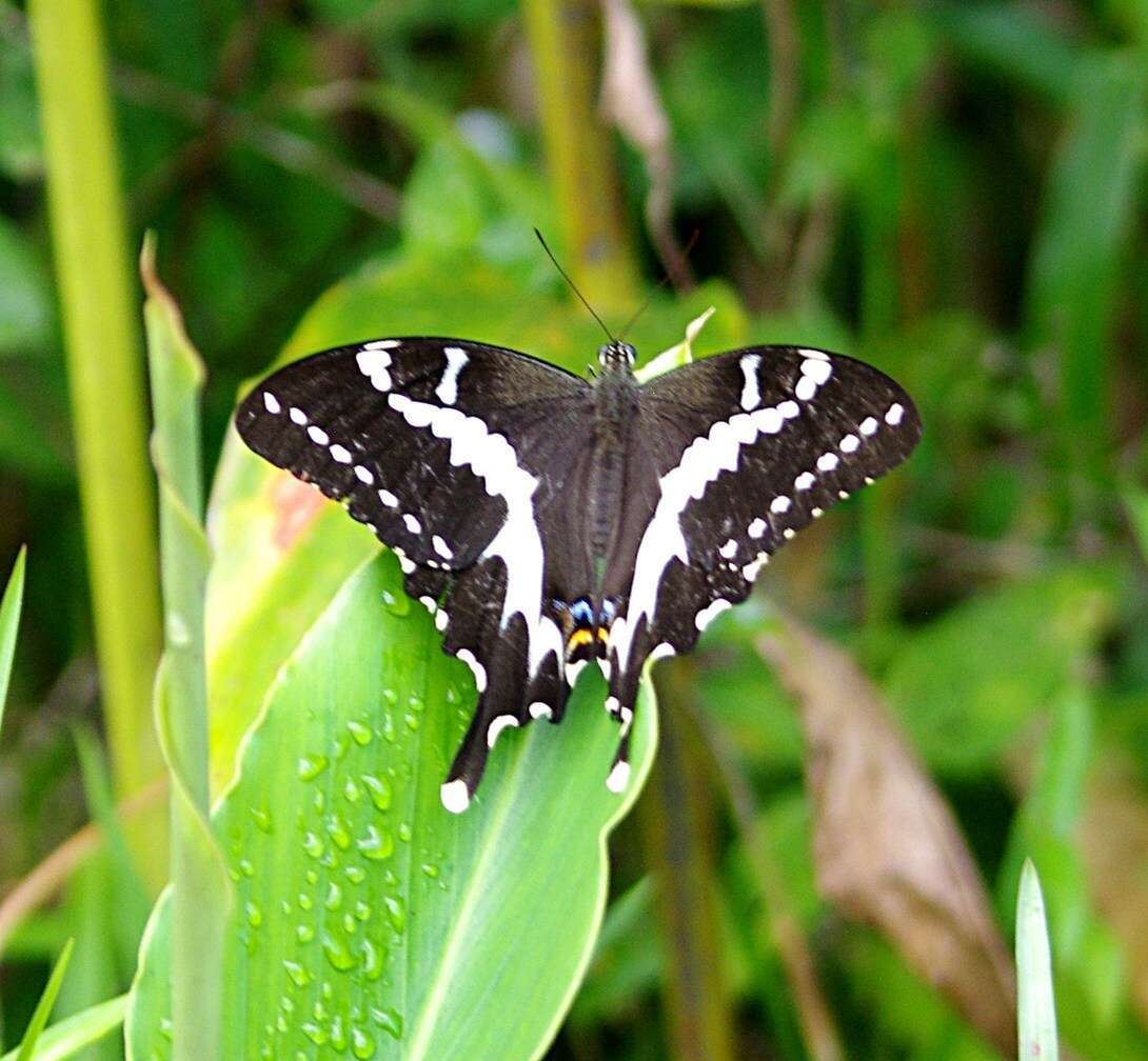 Image of Papilio delalandei Godart (1824)