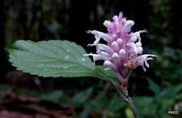 Image of Achyrospermum fruticosum Benth.