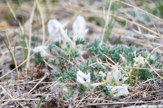 Plancia ëd Oxytropis includens Basil.