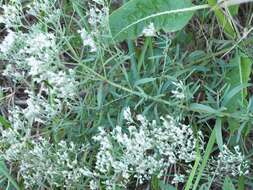 Image of hyssopleaf thoroughwort