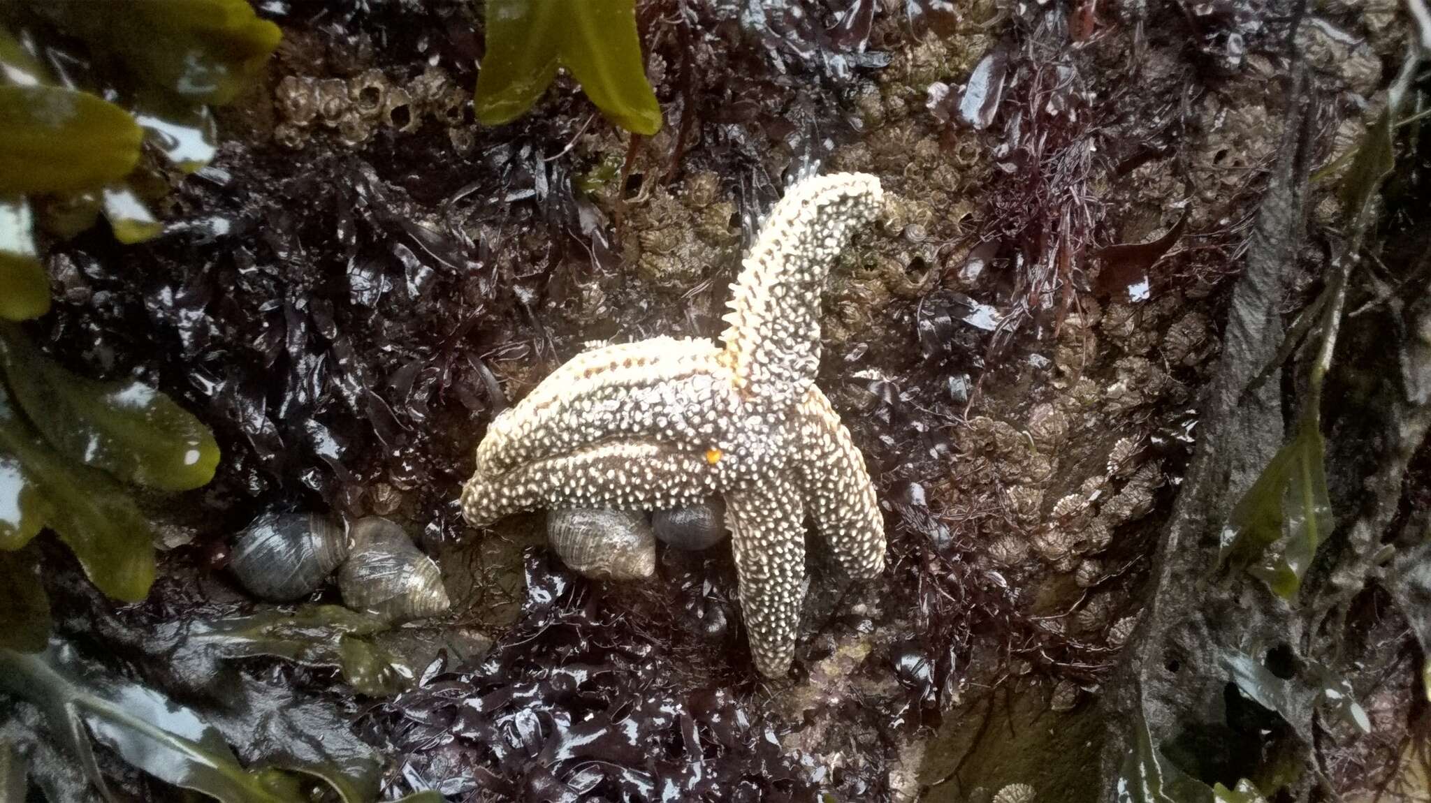 Image of Forbes sea star