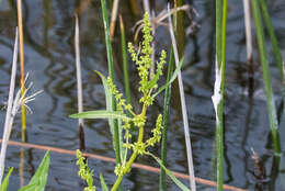 Rumex californicus Rech. fil. resmi