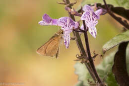 Image of Julia's Skipper