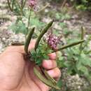 Image of Rio Grande clammyweed
