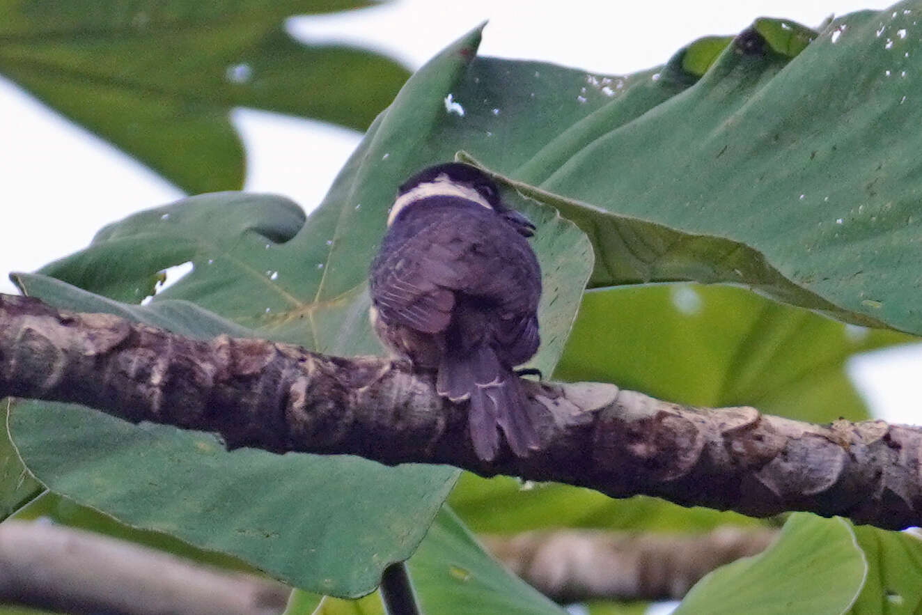 Image of Black-breasted Puffbird