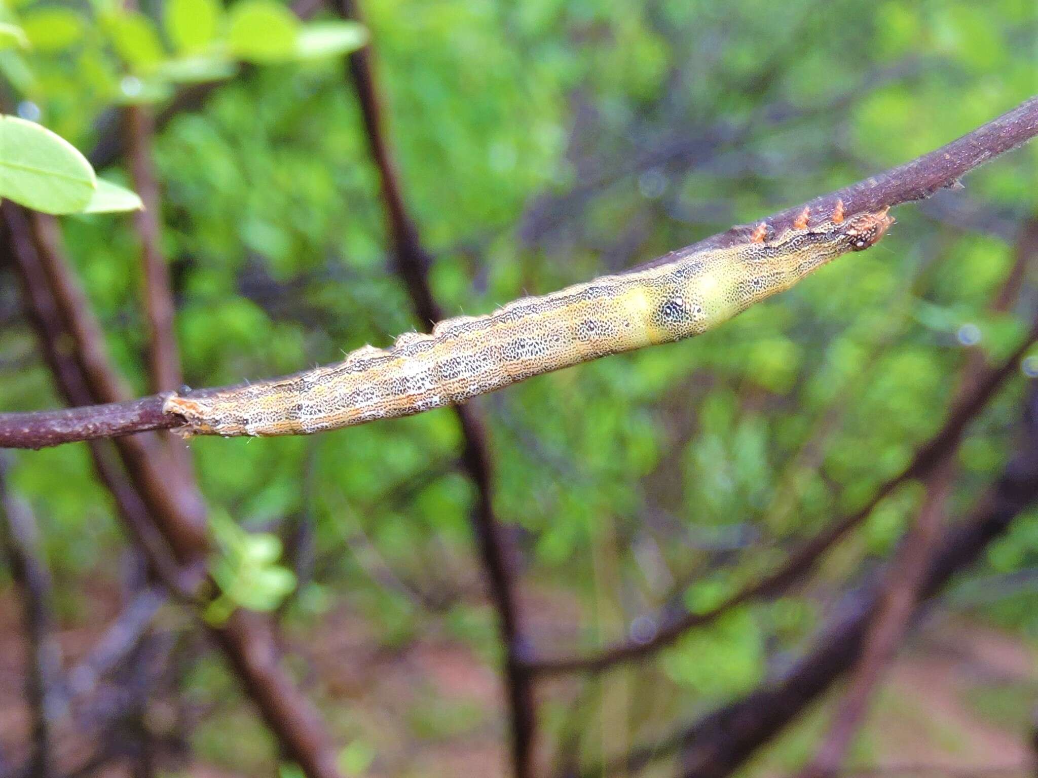 Image of Croton caterpillar