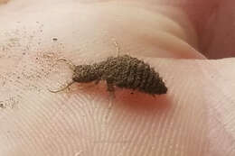 Image of New Zealand antlion