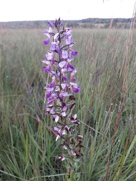 Image of Brachycorythis ovata Lindl.