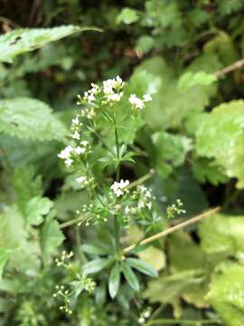 Plancia ëd Galium rivale (Sm.) Griseb.