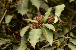 Image of Astropanax polysciadius