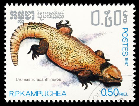 Image of Bell's Dabb Lizard