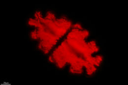 Image of <i>Euastrum oblongum</i>