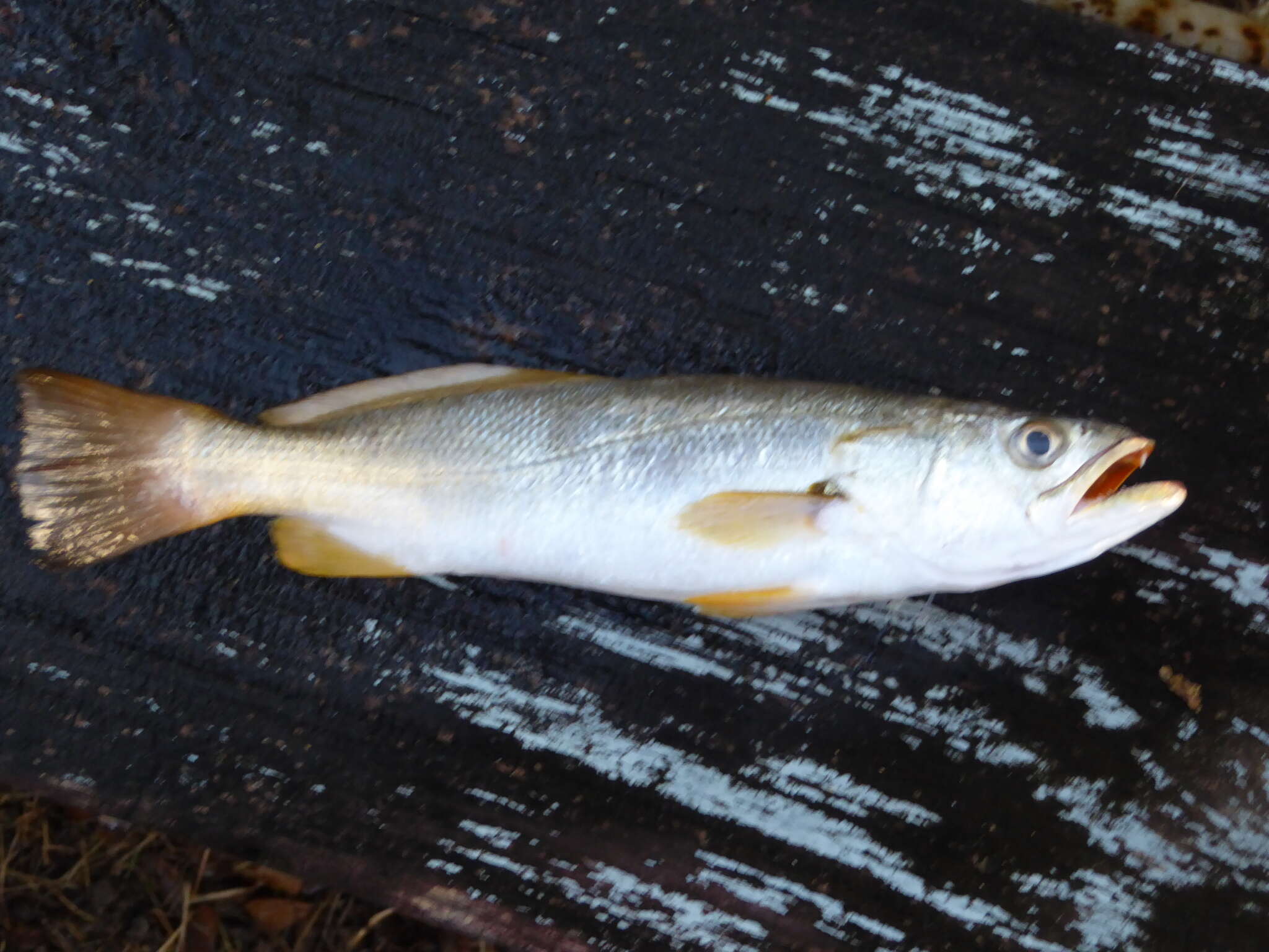 Image of Sand Seatrout