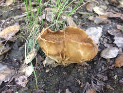Image of cabbage leaf Helvella
