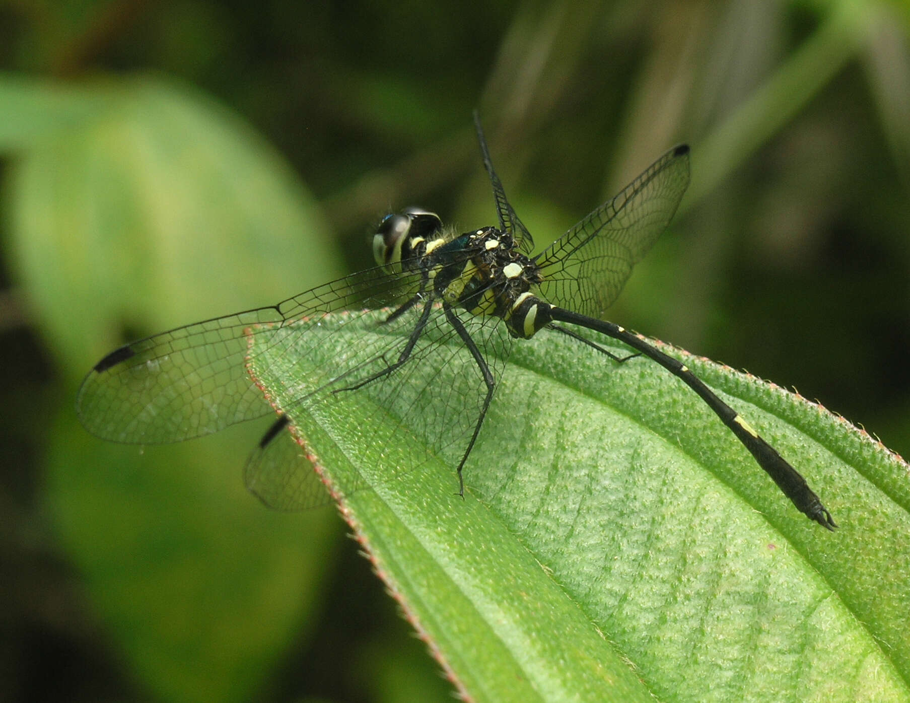 Risiophlebia guentheri Kosterin 2015 resmi