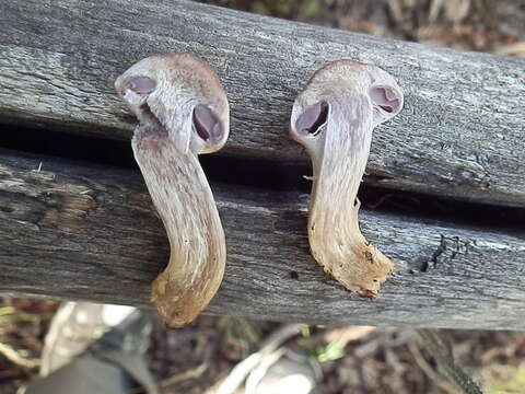 Image of Cortinarius lucorum (Fr.) Berger 1846