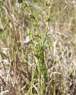 Image de Westringia tenuicaulis C. T. White & W. D. Francis