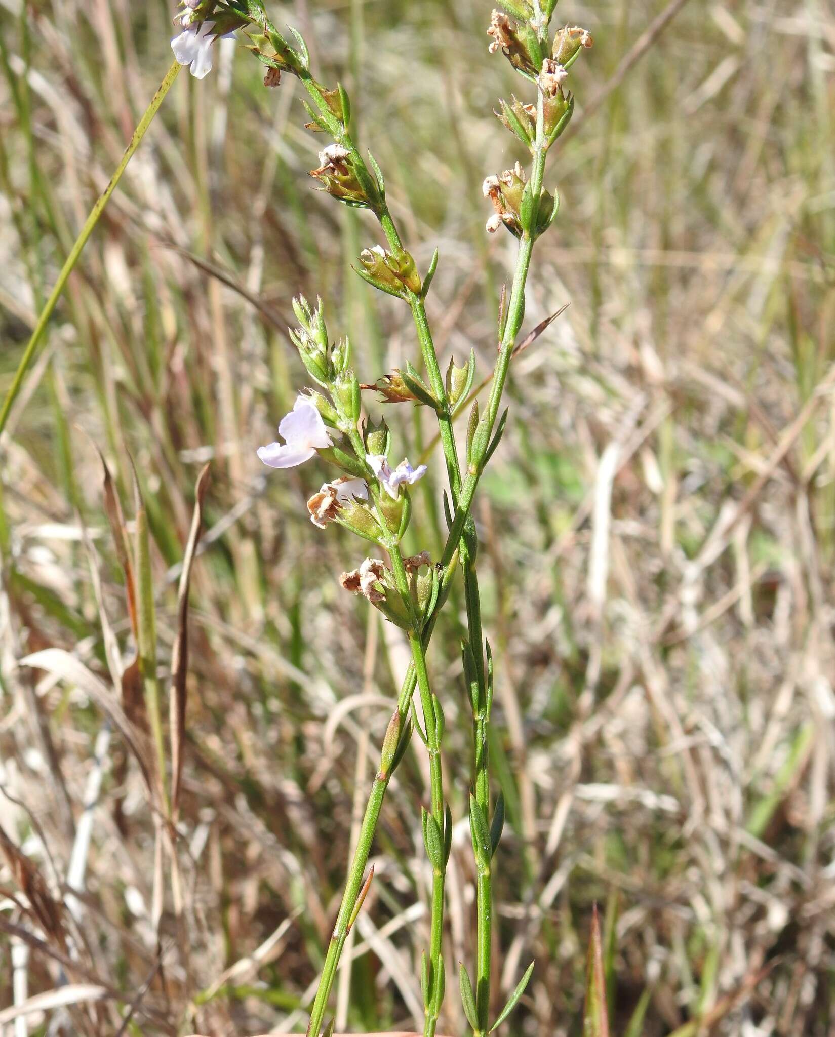 Image de Westringia tenuicaulis C. T. White & W. D. Francis