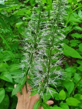 Imagem de Macropodium pterospermum F. Schmidt