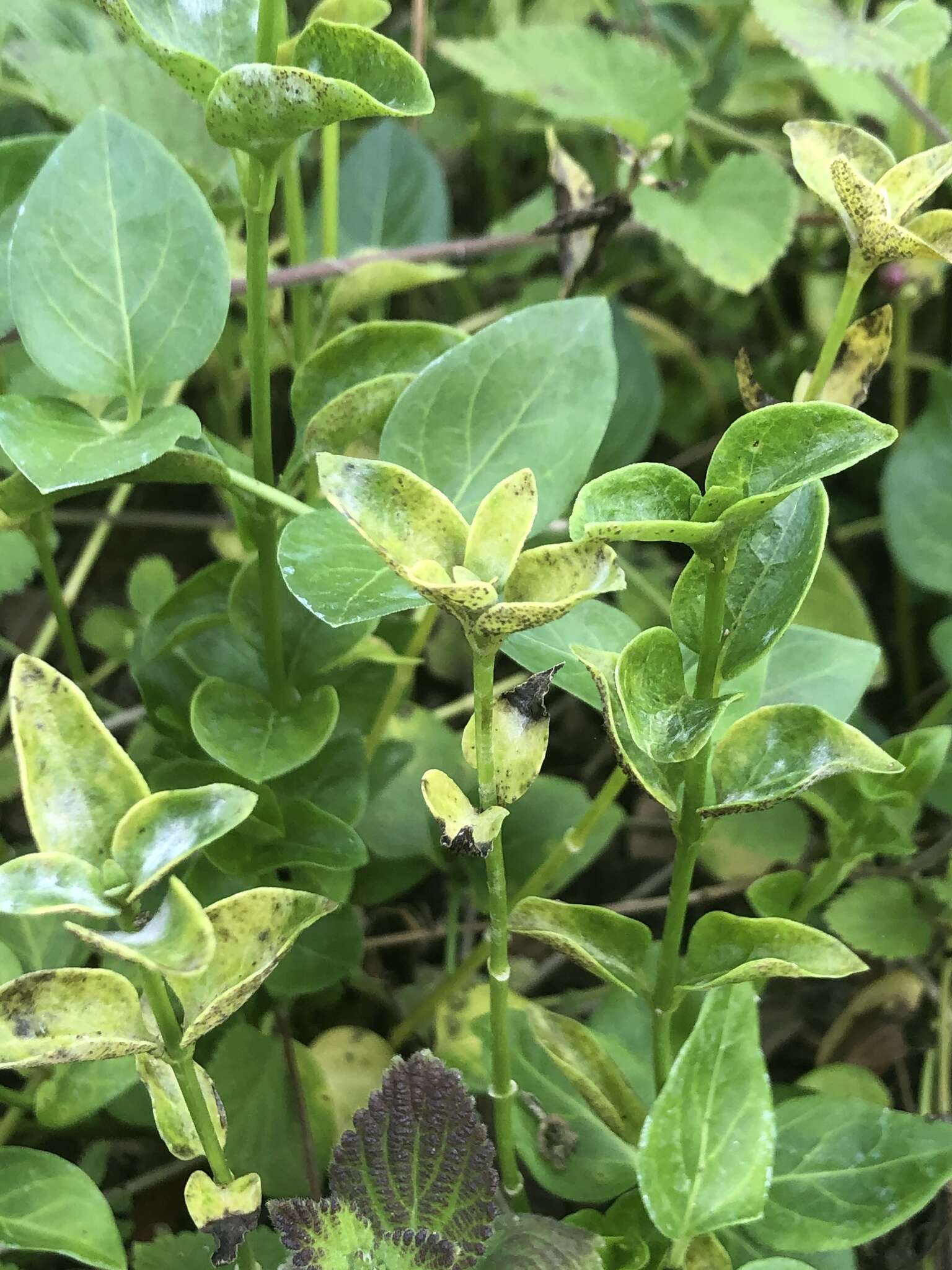 Plancia ëd Puccinia vincae (DC.) Berk. 1836