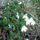 Image of Euphrasia petriei Ashwin