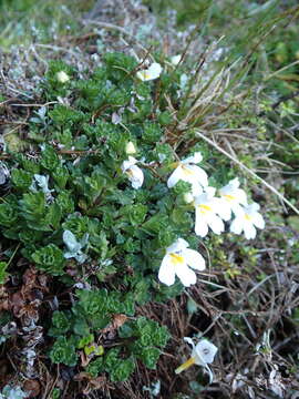 Слика од Euphrasia petriei Ashwin