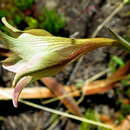 Imagem de Gladiolus longicollis subsp. longicollis