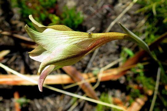 Image of Gladiolus longicollis subsp. longicollis