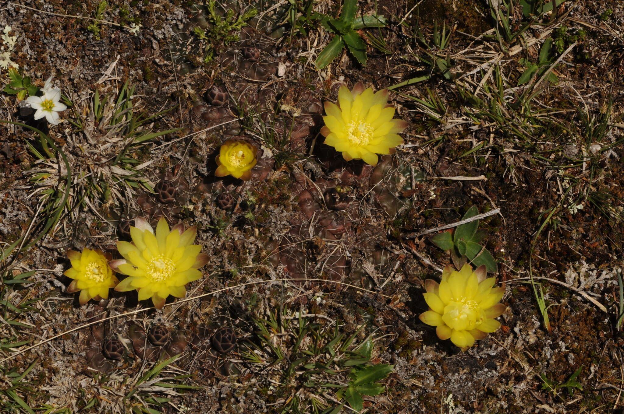 Image of Gymnocalycium andreae (Boed.) Backeb.