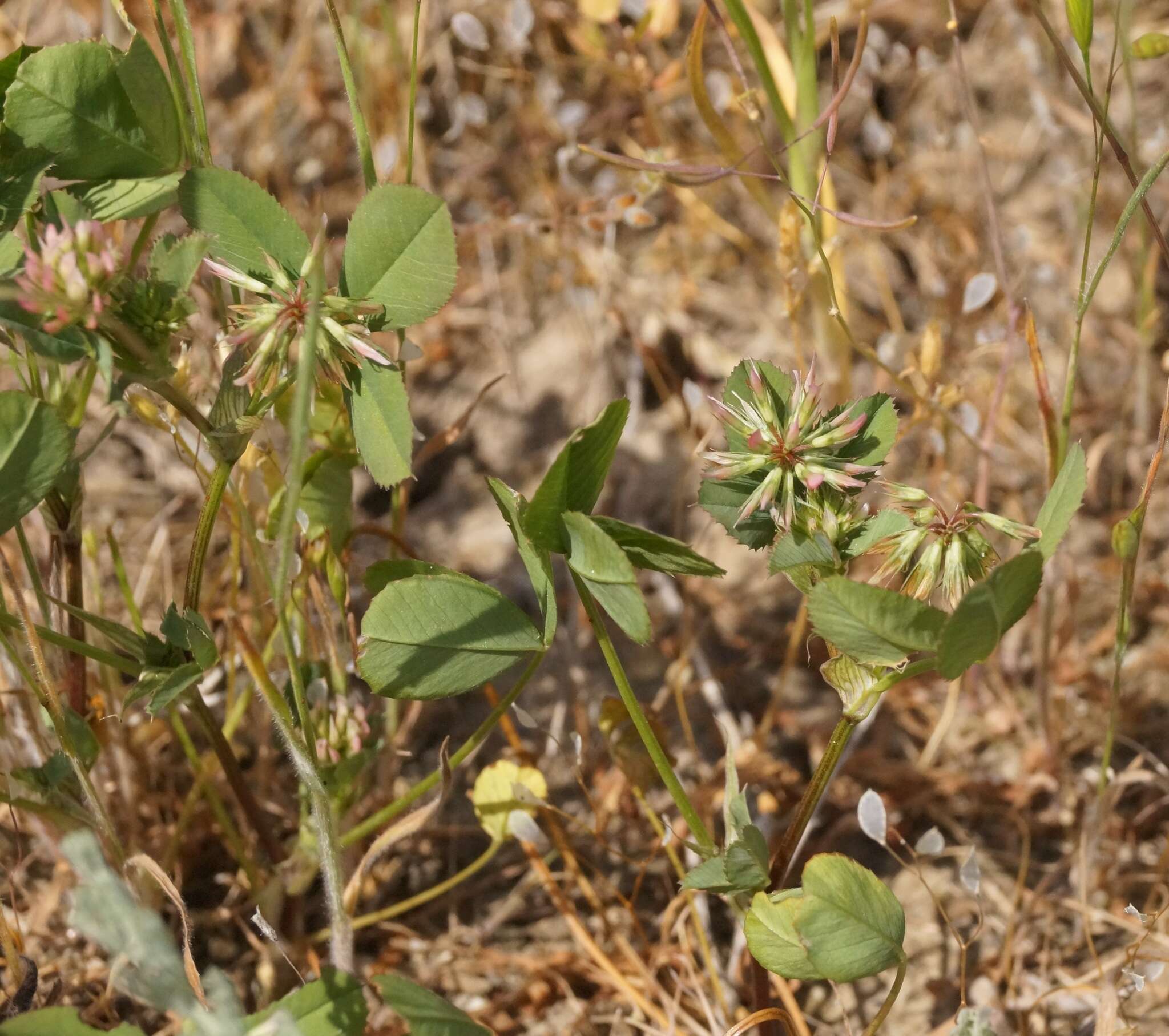 Image de Trifolium angulatum Waldst. & Kit.