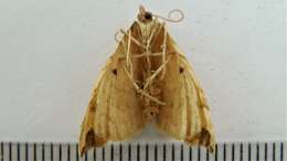 Image of Barred Yellow