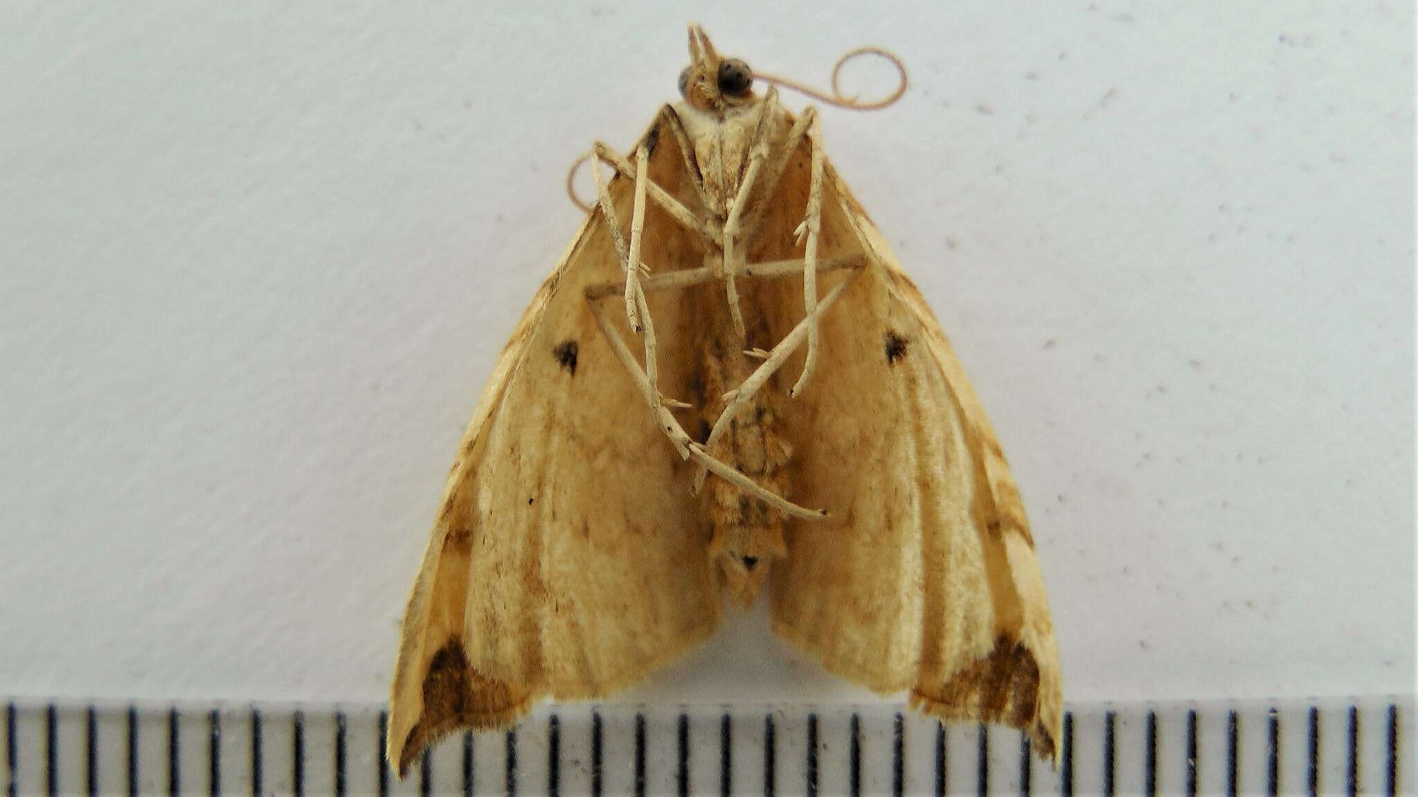 Image of Barred Yellow