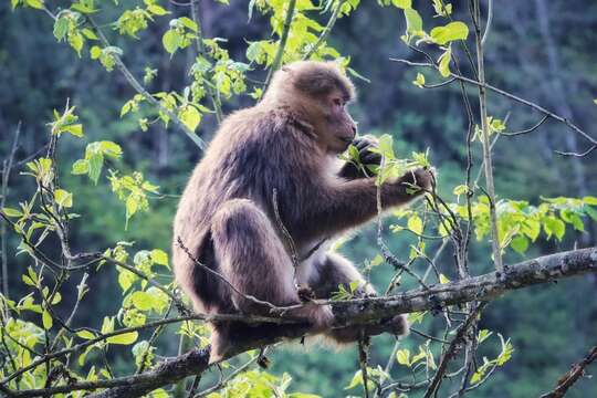 Image of Milne-Edwards’s Macaque