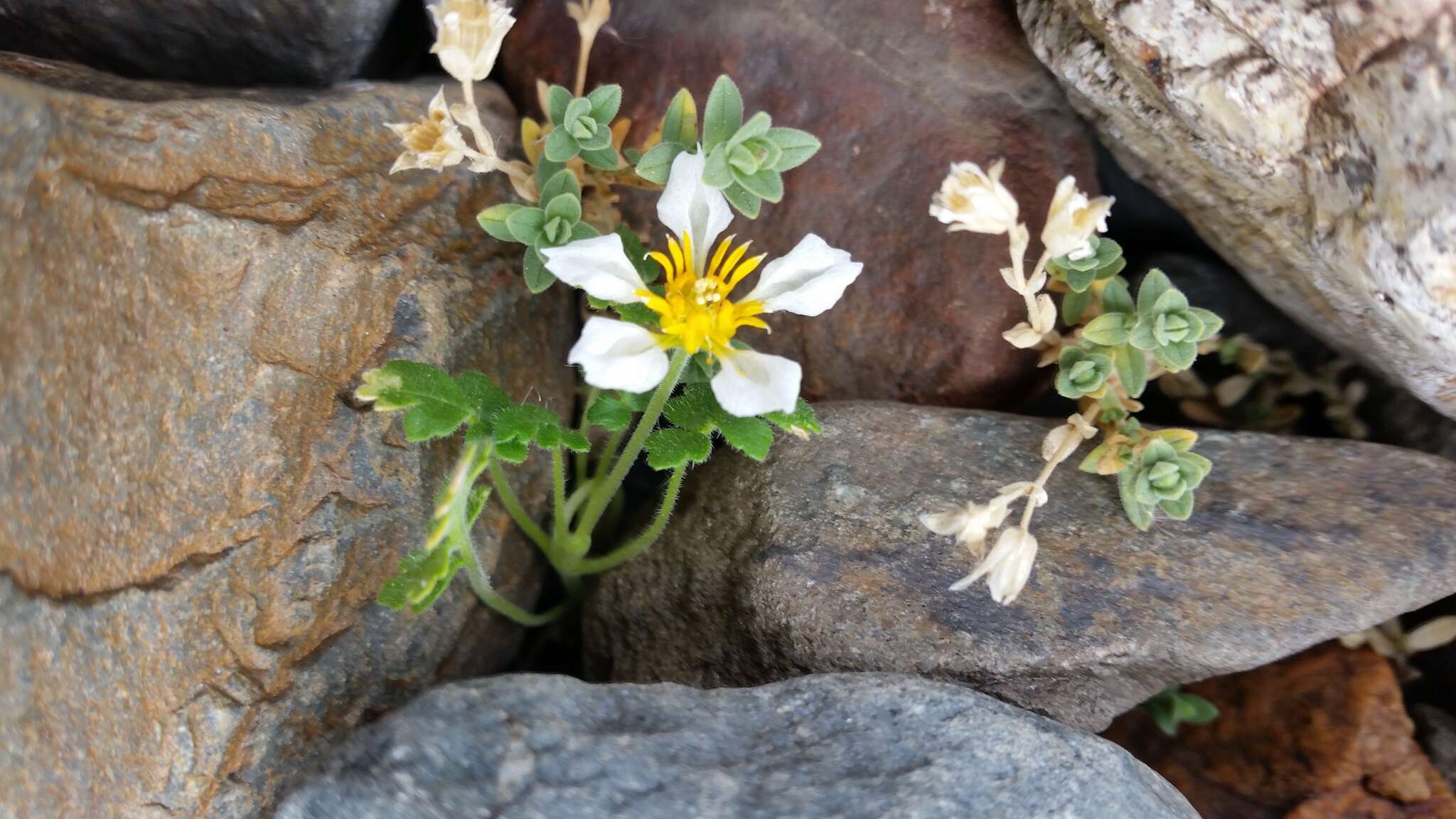 Image of Caiophora pulchella Urb. & Gilg