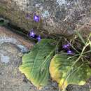 Image of Streptocarpus galpinii Hook. fil.