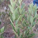 Image of Vaccinium secundiflorum Hook.