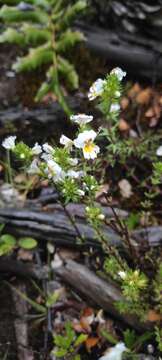 Sivun Euphrasia trifida Poepp. ex Benth. kuva