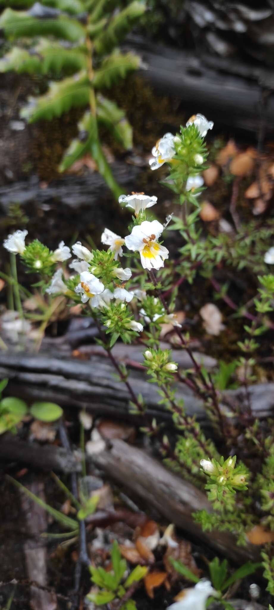 Image of Euphrasia trifida Poepp. ex Benth.