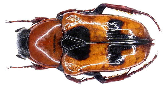 Image of <i>Tetraodorhina t-nigrum</i> Pouillaude 1915