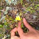 صورة Anemonastrum narcissiflorum subsp. chrysanthum (Ulbr.) Raus